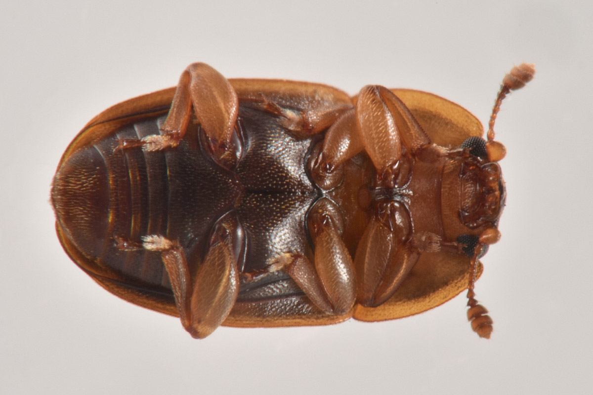 Nitidulidae: Epuraea guttata? S, femmina